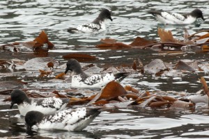 Klik hier voor meer...